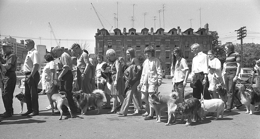 Free rabies clinic, Toronto, 1970.