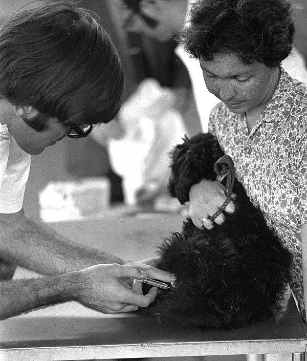 Free rabies clinic, Toronto, 1970.
