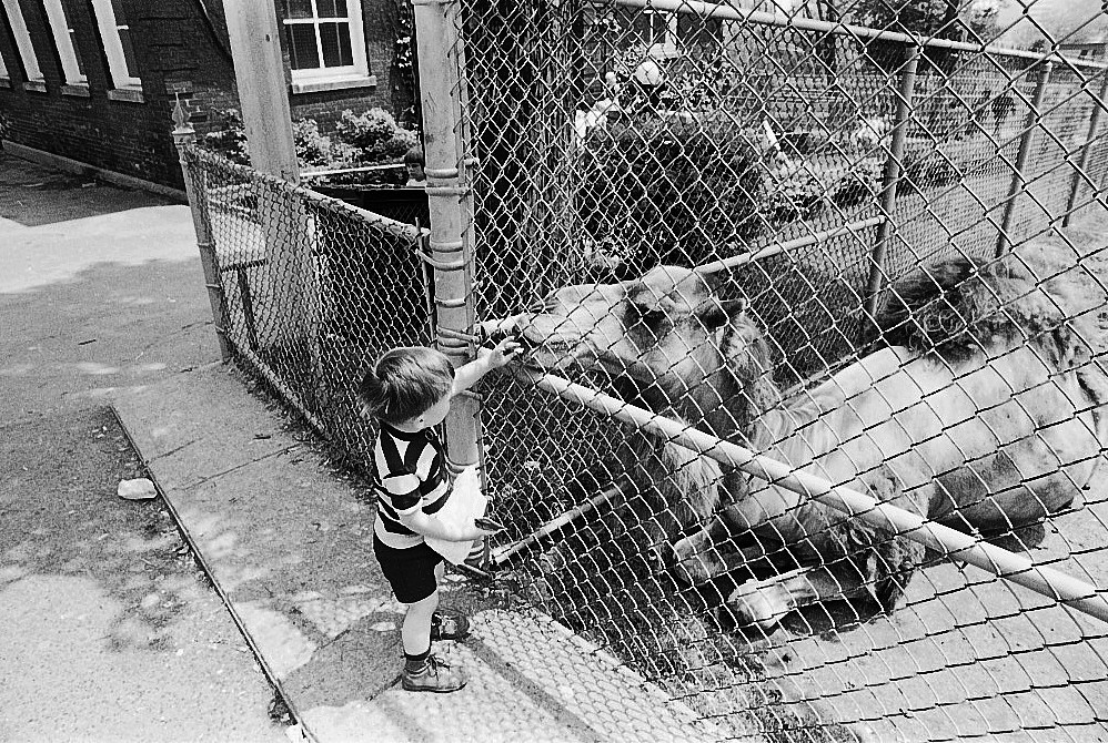 Toronto, Riverdale Zoo, 1973.